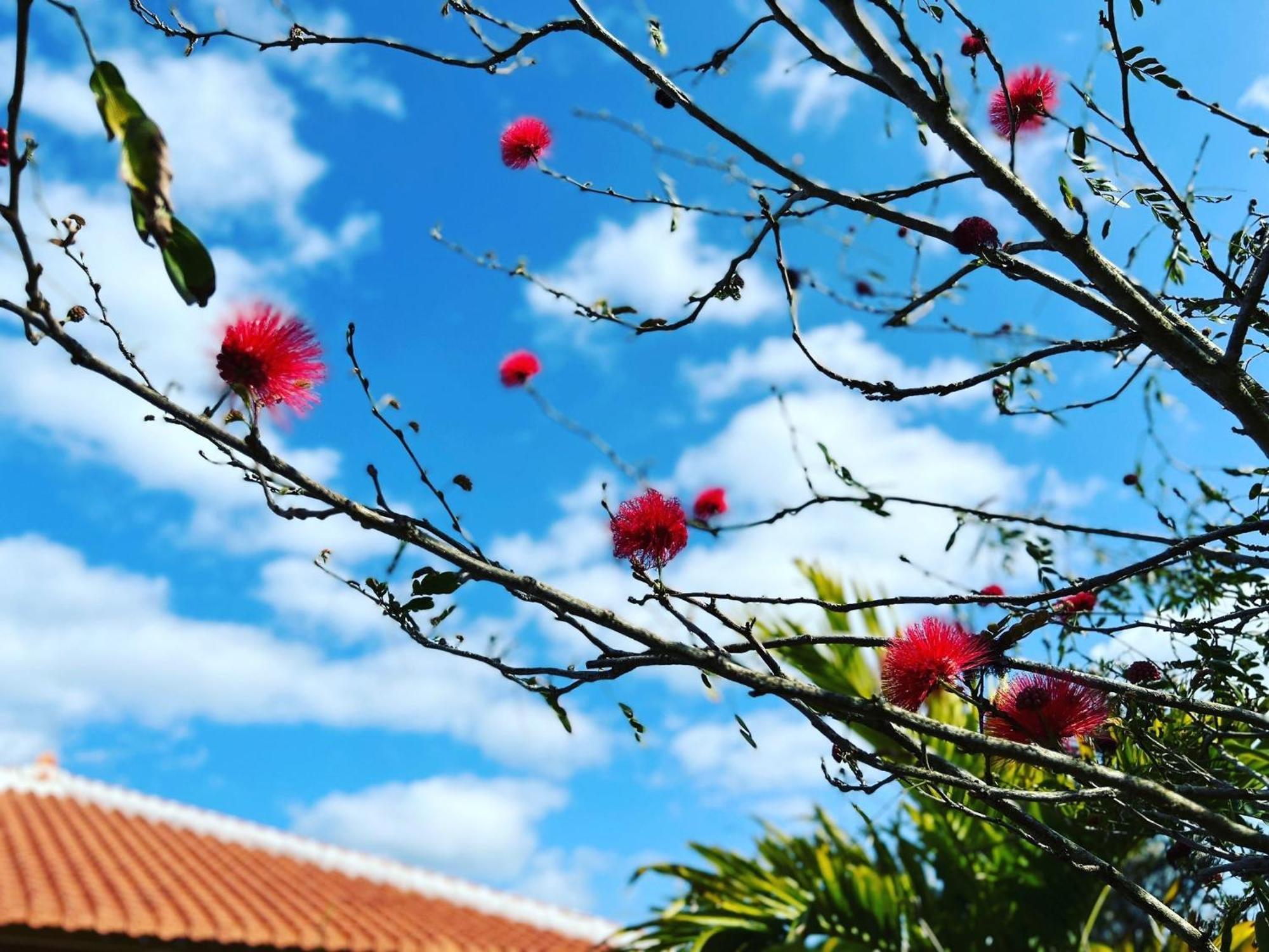 Muse Okinawa- Vacation 43786v Holiday home Nago